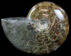 Polished, Agatized Ammonite (Cleoniceras) - Madagascar #59857-1